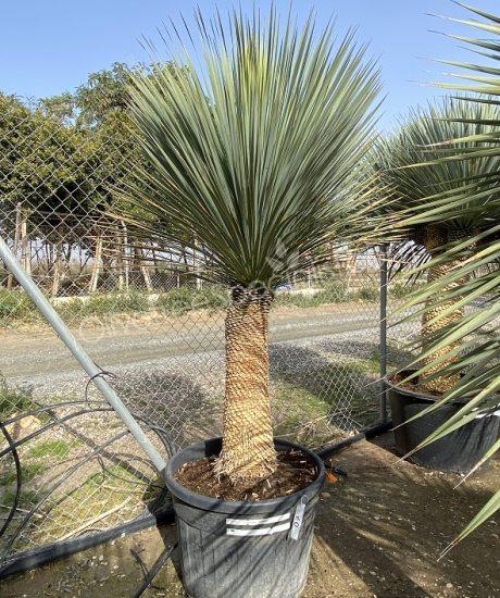 Buy a Yucca rostrata