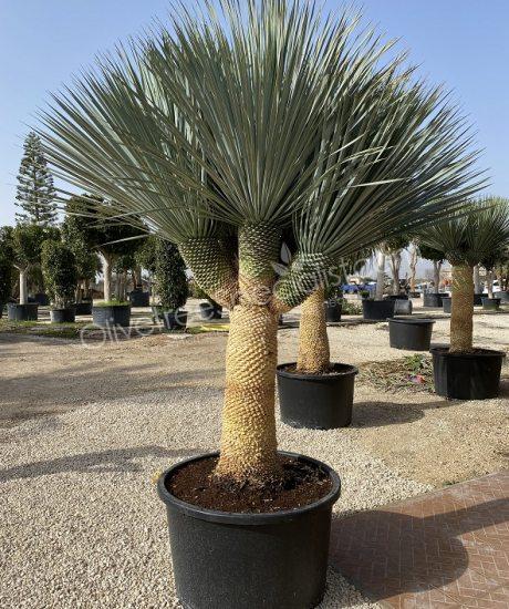 Buy a Yucca rostrata