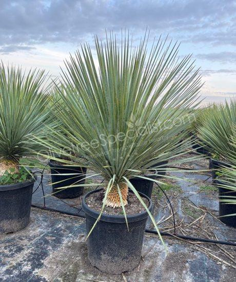 Buy a Yucca rostrata