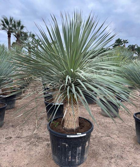 Yucca rostrata