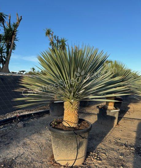 Yucca rostrata