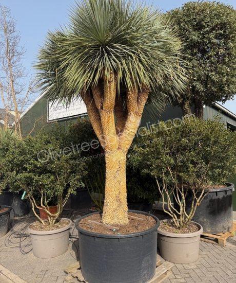 Buy a Yucca rostrata