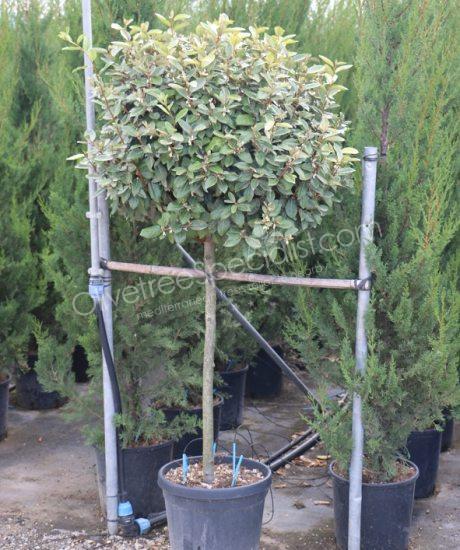 half stem Elaeagnus ebbingei - Silverberry
