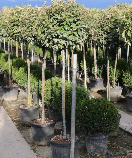 half stem Elaeagnus ebbingei - Silverberry