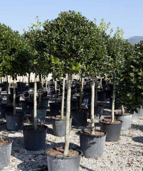 Half stem Ilex 'Nellie Stevens' Holly