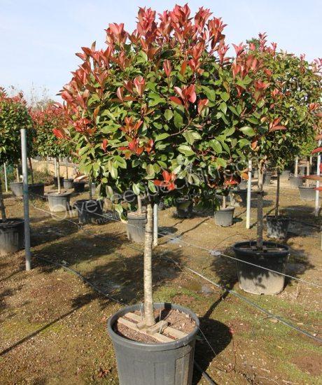 Half stem Photinia fraseri 'Red Robin'