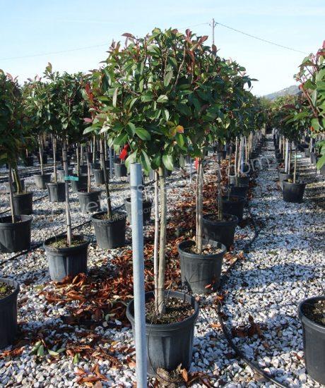 Half stem Photinia fraseri 'Red Robin'