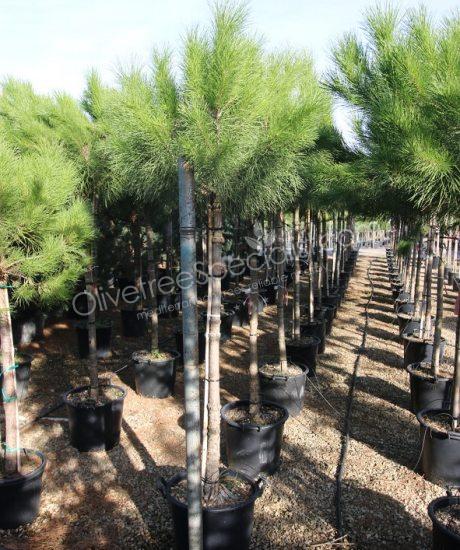 Pinus pinea - Stone pine