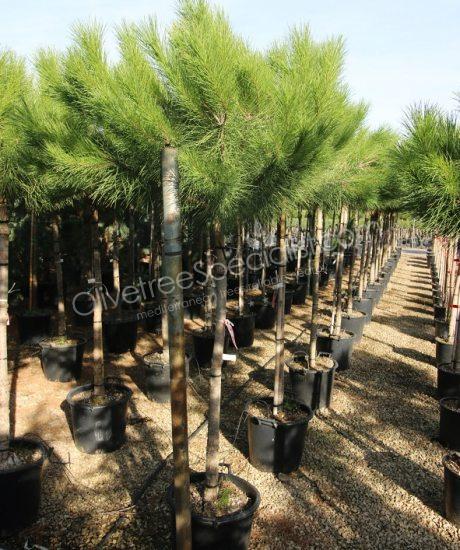 Pinus pinea - Stone pine 