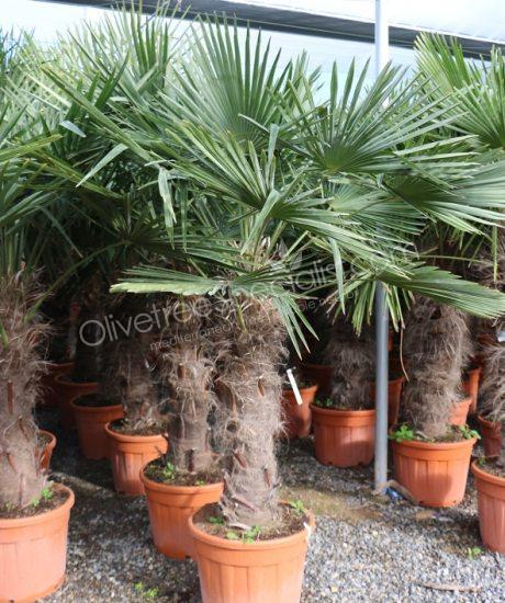 Trachycarpus fortunei - Chinese fan palm