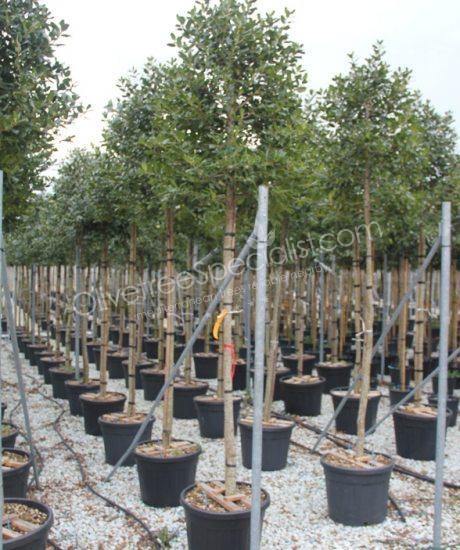 High stem Ilex 'Nellie Stevens' Holly