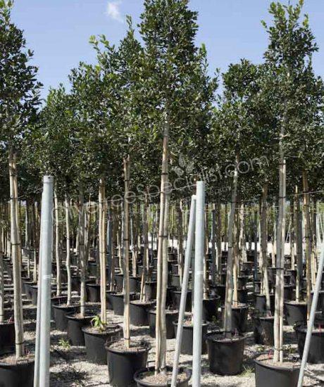 High stem Ilex 'Nellie Stevens' Holly