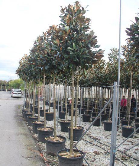 Magnolia grandiflora 'Gallisoniensis' - Evergreen tulip tree pyramid crown