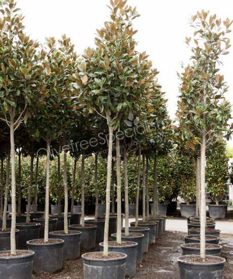 Magnolia grandiflora 'Gallisoniensis' - Evergreen tulip tree pyramid crown