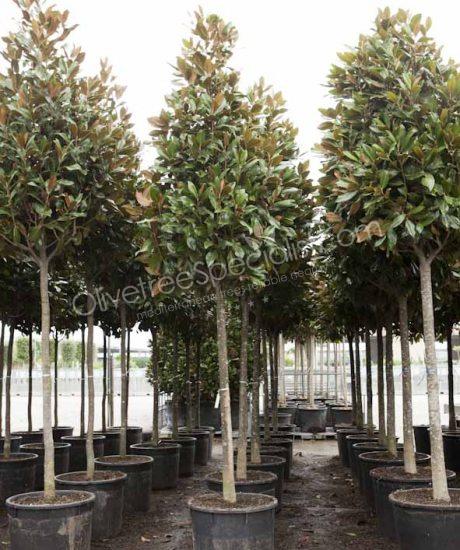 Magnolia grandiflora 'Gallisoniensis' - Evergreen tulip tree pyramid crown