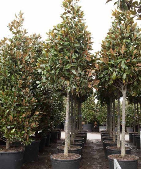 Magnolia grandiflora 'Gallisoniensis' - Evergreen tulip tree pyramid crown