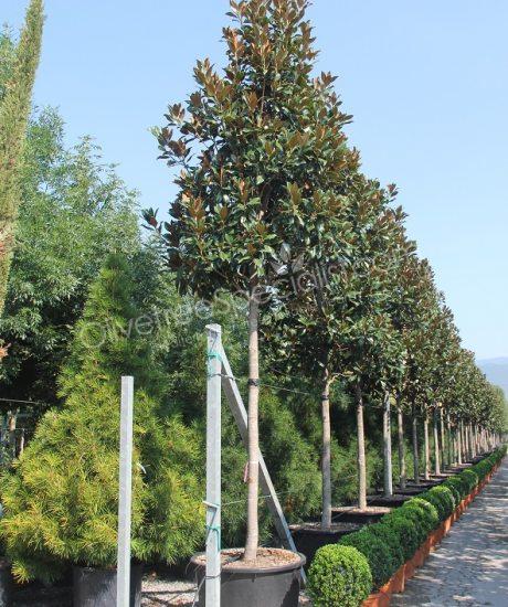 Magnolia grandiflora 'Gallisoniensis' - Evergreen tulip tree pyramid crown