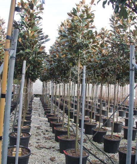 Magnolia grandiflora 'Gallisoniensis' - Evergreen tulip tree pyramid crown