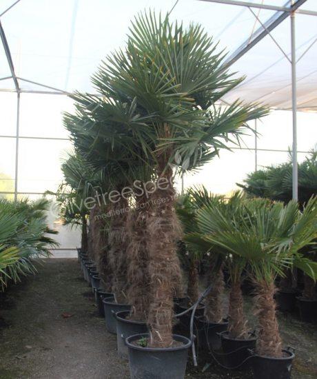Trachycarpus fortunei - Chinese fan palm