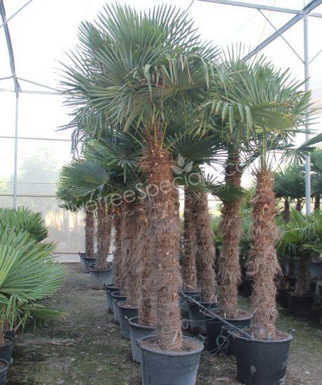 Trachycarpus fortunei - Chinese fan palm