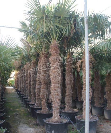 Trachycarpus fortunei - Chinese fan palm