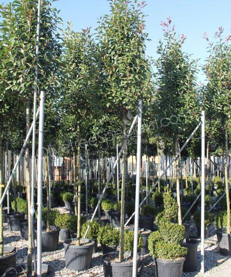 Photinia fraseri 'Red Robin' - Photinia pyramid crown