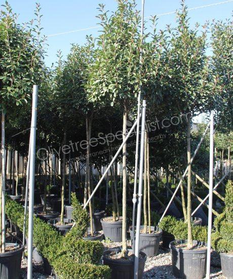 Photinia fraseri 'Red Robin' - Photinia pyramid crown