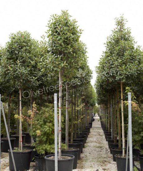 Photinia fraseri 'Red Robin' - Photinia pyramid crown