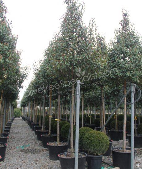 Photinia fraseri 'Red Robin' - Photinia pyramid crown