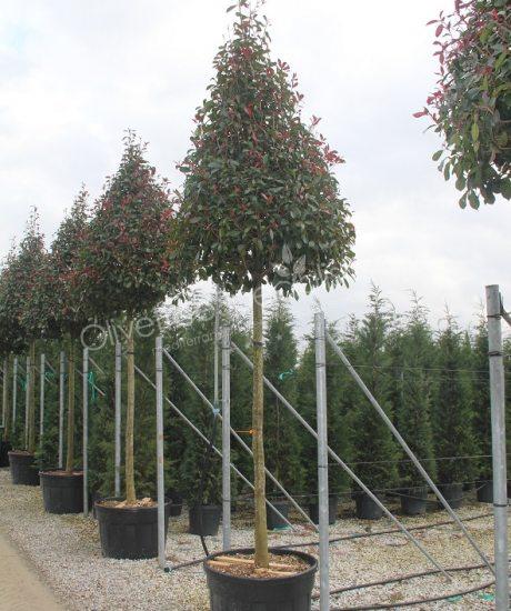 Photinia fraseri 'Red Robin' - Photinia pyramid crown