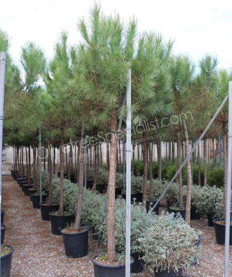 Pinus pinea - Stone pine