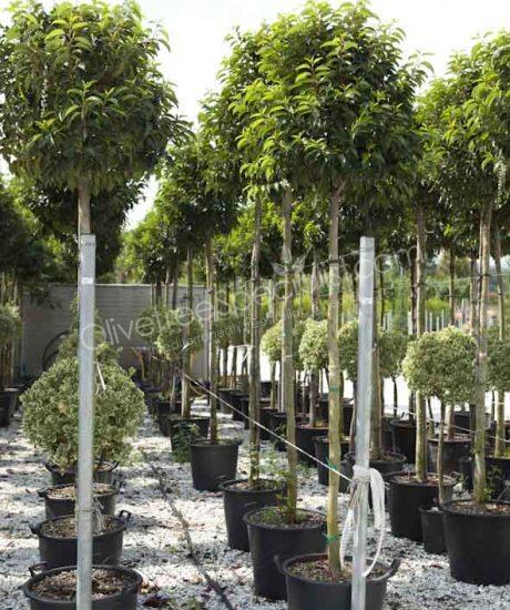 high stem Prunus lusitanica 'Angustifolia' - Portugal laurel