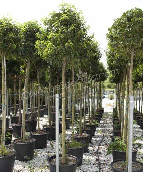 high stem Prunus lusitanica 'Angustifolia' - Portugal laurel