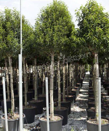 high stem Prunus lusitanica 'Angustifolia' - Portugal laurel