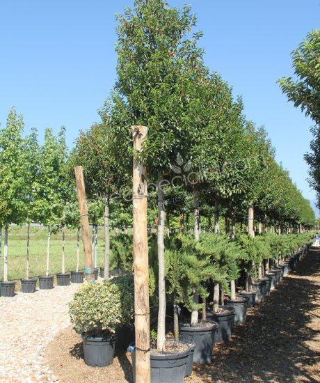 high stem Prunus lusitanica 'Angustifolia' - Portugal laurel