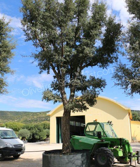 Cork oak solitary quercus suber