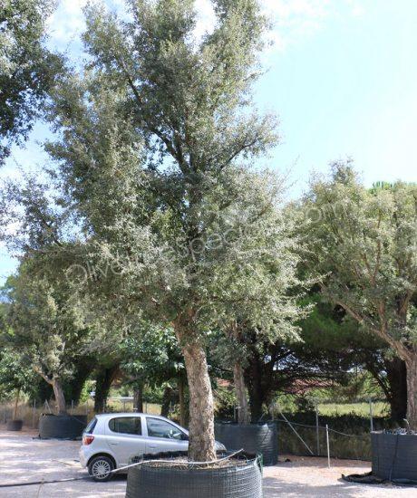 Cork oak solitary quercus suber