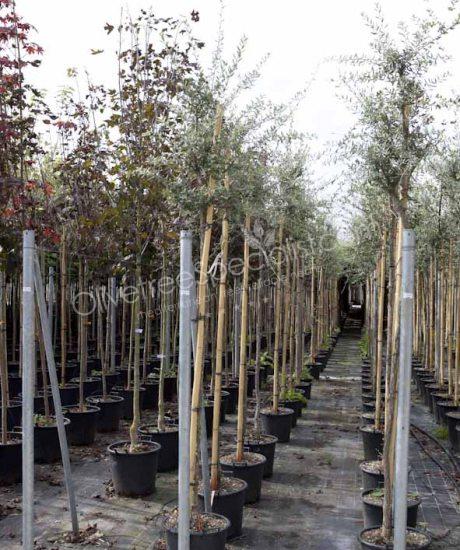 Cork oak High stem quercus suber