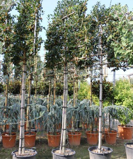 Pleached Ilex 'Nellie Stevens' Holly