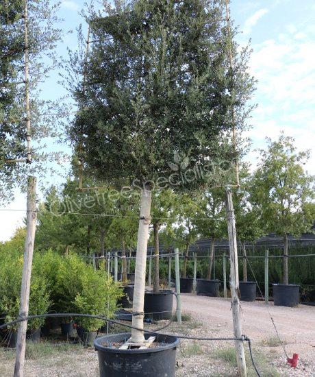 Quercus ilex Pleached Holm oak