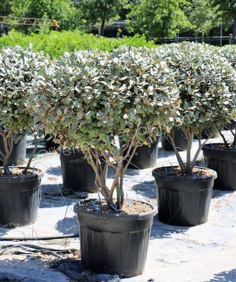 Multi-stemmed Elaeagnus ebbingei - Silverberry