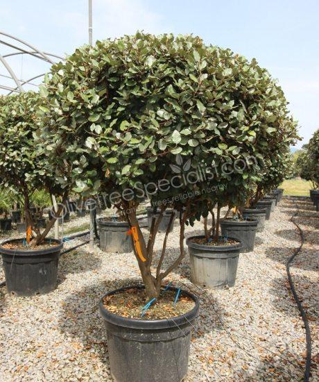 Multi-stemmed Elaeagnus ebbingei - Silverberry