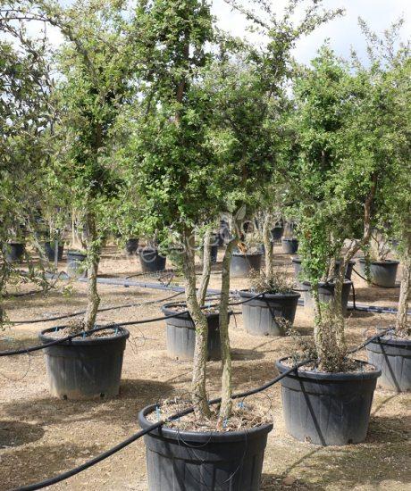 Cork oak multi-stemmed quercus