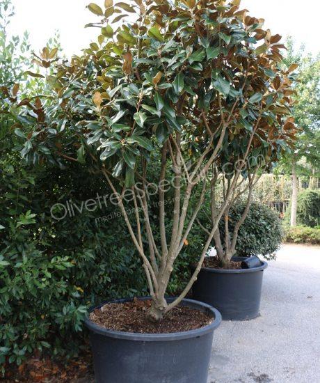 Multi-stemmed Magnolia grandiflora 'Gallisoniensis' - Evergreen tulip tree