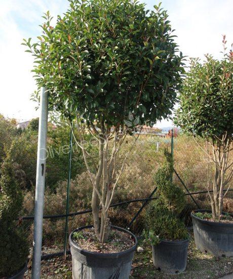 Multi stemmed Photinia fraseri 'Red Robin' - Red tip photinia