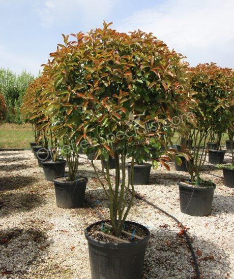 Multi stemmed Photinia fraseri 'Red Robin' - Red tip photinia