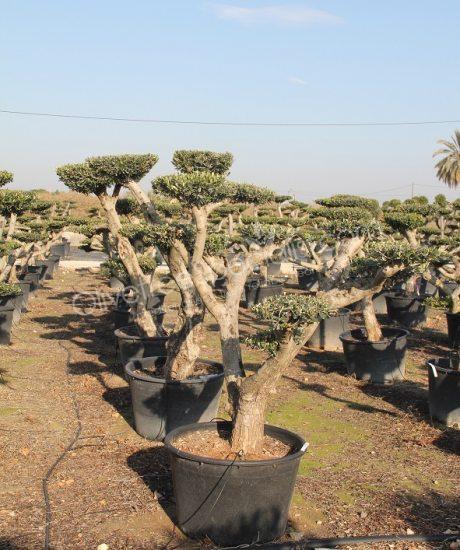 Olive tree pom-pom Olea europaea