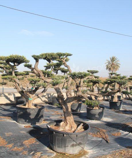 Olive tree pom-pom Olea europaea