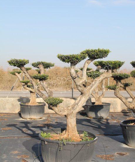 Olive tree pom-pom Olea europaea