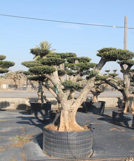 Olive tree pom-pom Olea europaea